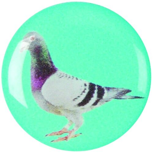 Acrylic Photo Action Centre Pigeon - 1" Thumbnail